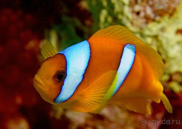 На квадроциклах за кораллами