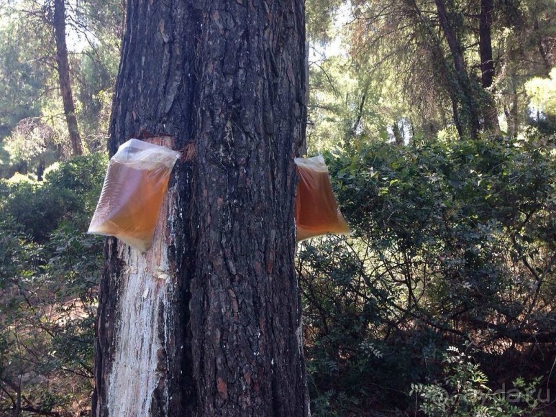 Красивые виды Каллифеи 