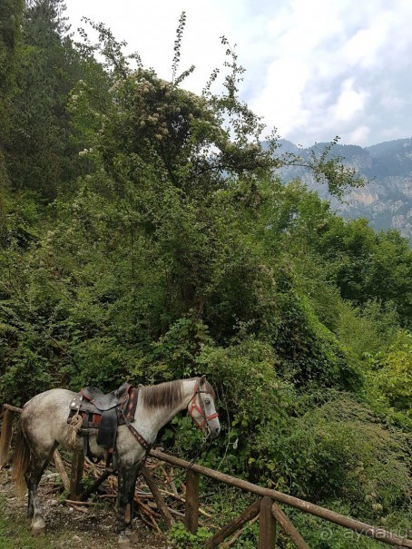 Вергина-Дион-Олимп