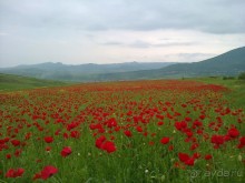 Альбом отзыва "ПРИЕЗЖАЙТЕ В  АЕМЕНИЮ"