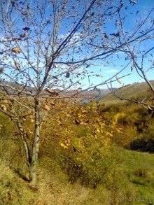 Альбом отзыва "ПРИЕЗЖАЙТЕ В  АЕМЕНИЮ"