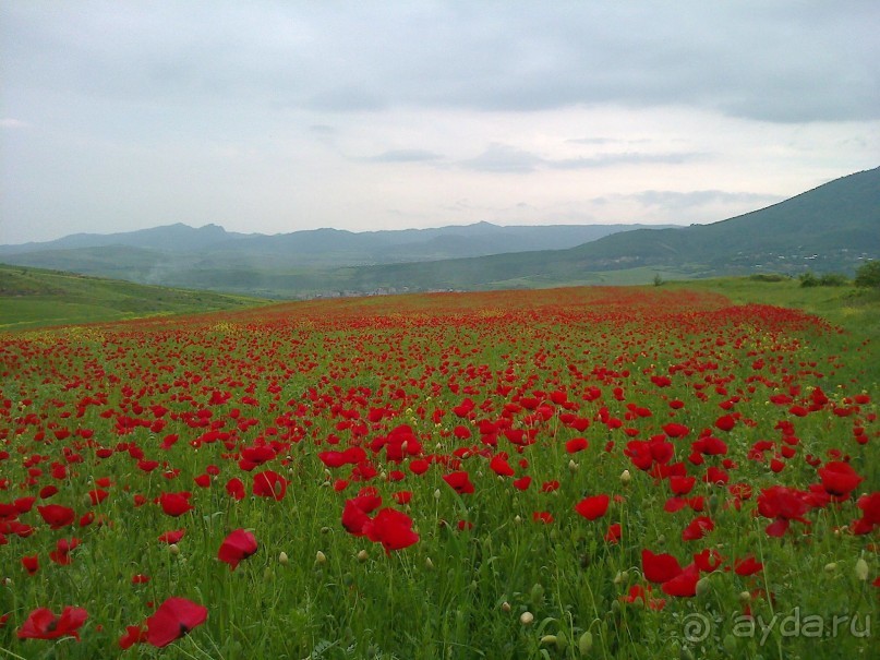 Альбом отзыва "ПРИЕЗЖАЙТЕ В  АЕМЕНИЮ"