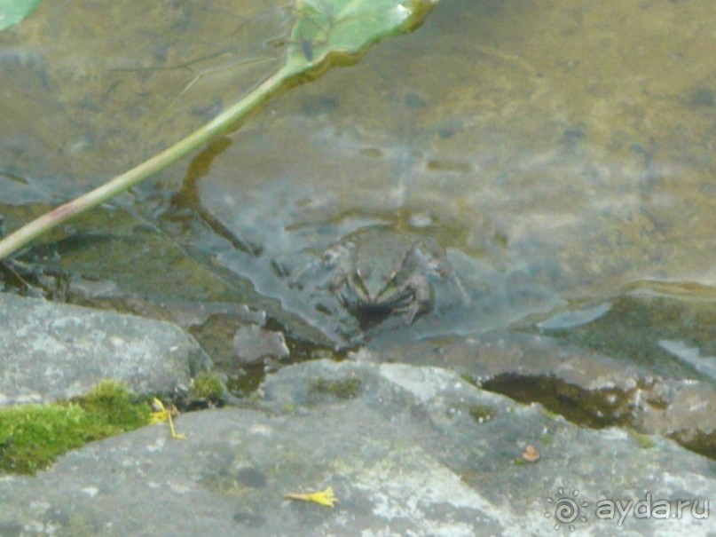 Альбом отзыва "ПРИЕЗЖАЙТЕ В  АЕМЕНИЮ"