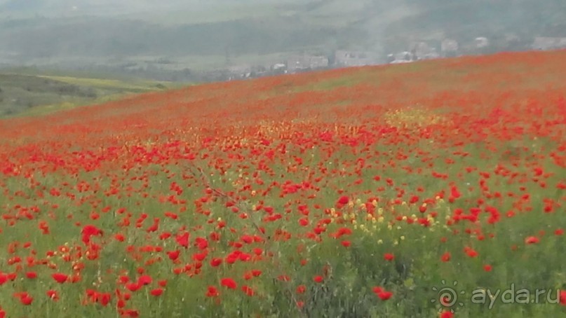 Альбом отзыва "ПРИЕЗЖАЙТЕ В  АЕМЕНИЮ"
