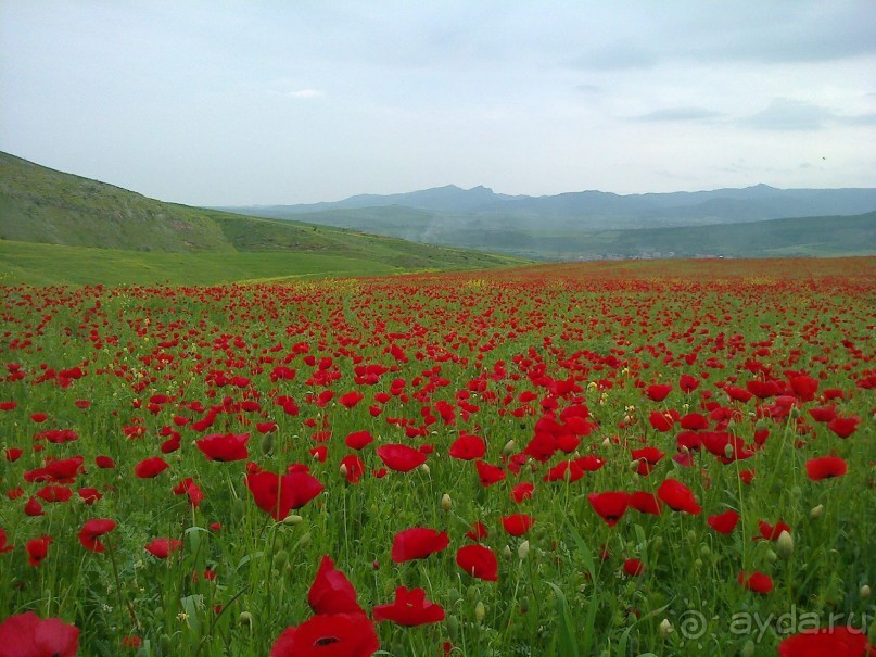 Альбом отзыва "ПРИЕЗЖАЙТЕ В  АЕМЕНИЮ"