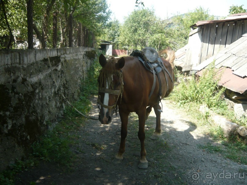 Альбом отзыва "ПРИЕЗЖАЙТЕ В  АЕМЕНИЮ"