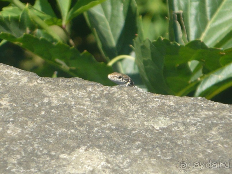 Альбом отзыва "ПРИЕЗЖАЙТЕ В  АЕМЕНИЮ"