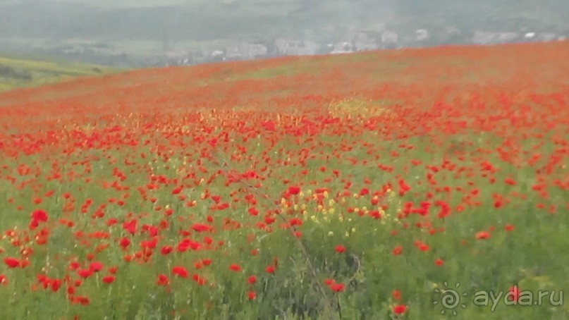 Альбом отзыва "ПРИЕЗЖАЙТЕ В  АЕМЕНИЮ"