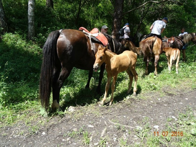 Альбом отзыва "Активный отдых в Горном Алтае с СибирьПрофи 2016"