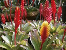 Альбом отзыва "И снова Таиланд"