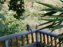 Альбом отзыва "И снова Таиланд"