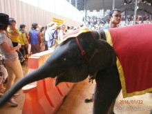 Альбом отзыва "И снова Таиланд"