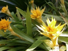 Альбом отзыва "И снова Таиланд"