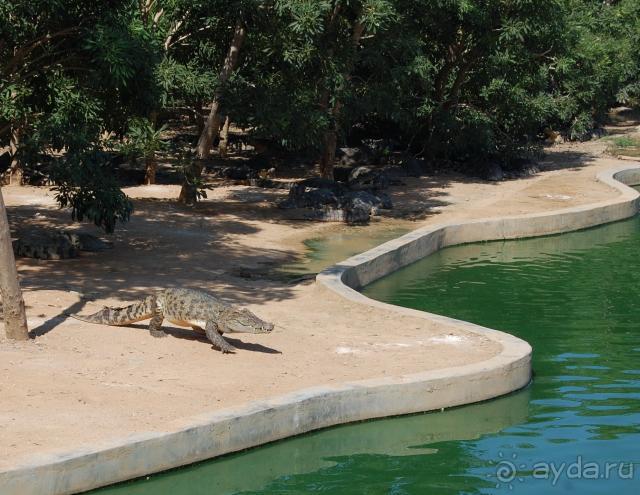 крокодилы