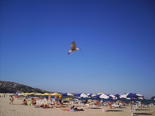 Албена-Лора** - На пляже чайки