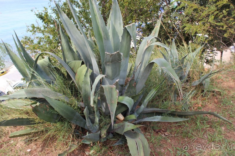 фото Задара