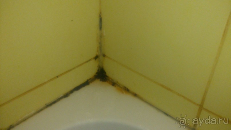 плесень в душе