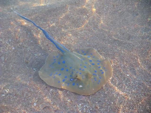 фото Movenpick Resort Sharm el Sheikh