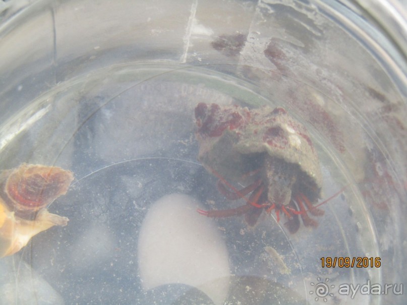 отдых в Гюэносе Сухум 