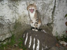 Отдых в Армянском ущелье у Давида и Аксаны