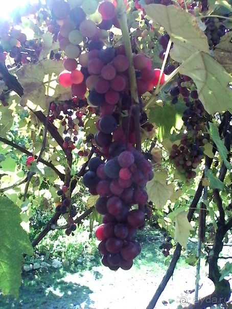 Отдых в Армянском ущелье у Давида и Аксаны