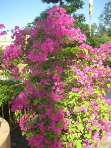 фото Хошимина (Сайгона)