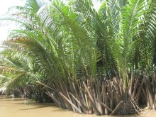 Экскурсия по дельте Меконга