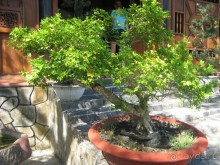 Экскурсия по дельте Меконга