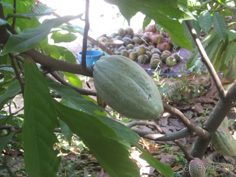 Экскурсия по дельте Меконга