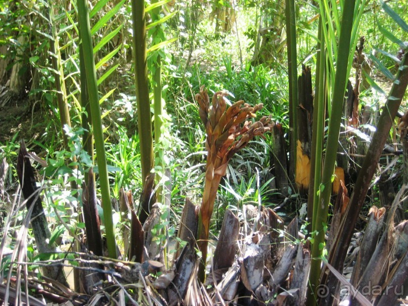 Экскурсия по дельте Меконга