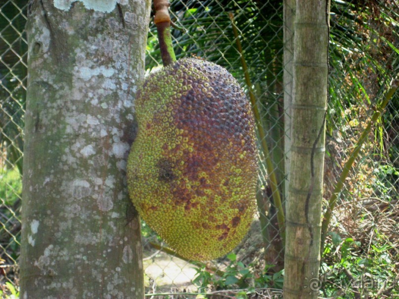 Экскурсия по дельте Меконга