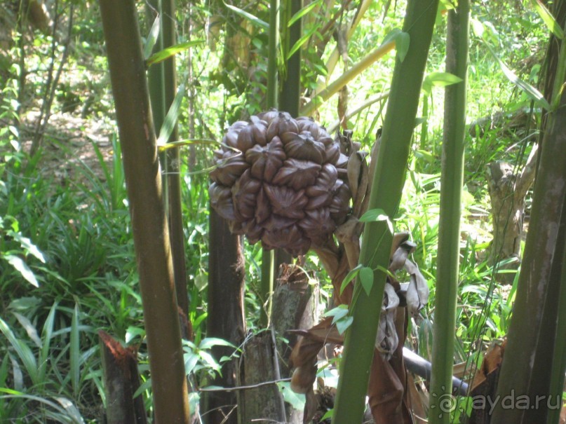 Экскурсия по дельте Меконга