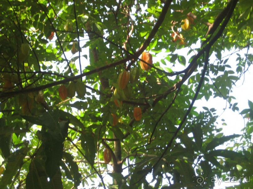 Экскурсия по дельте Меконга