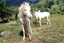 Отдых во Вьетнаме ( г. Нячанг )