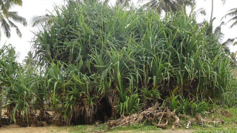 Амбалагонга 