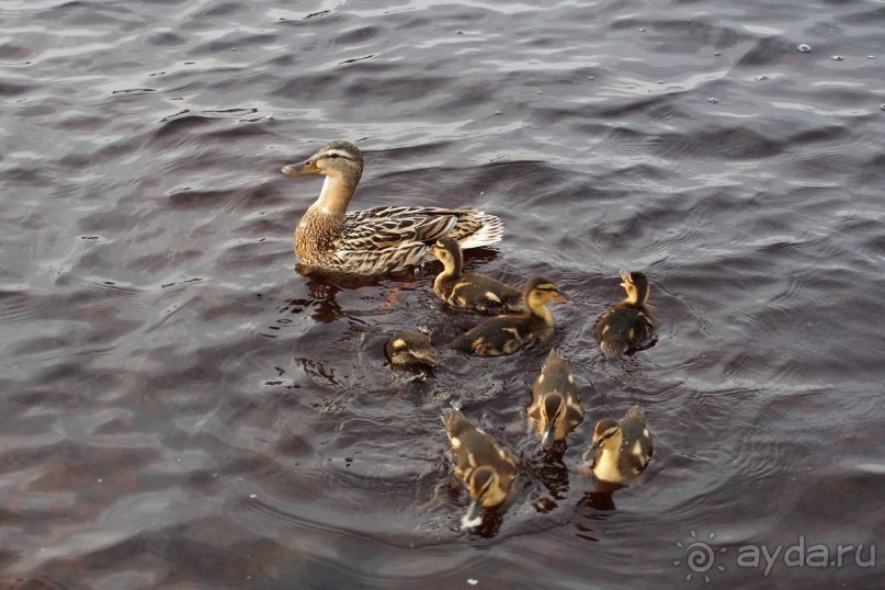 Соловецкий архипелаг в июне, часть 7, заключительная.