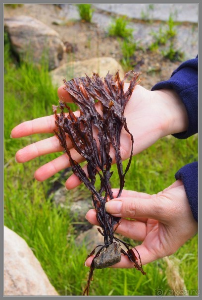 Соловецкий архипелаг в июне, часть 7, заключительная.