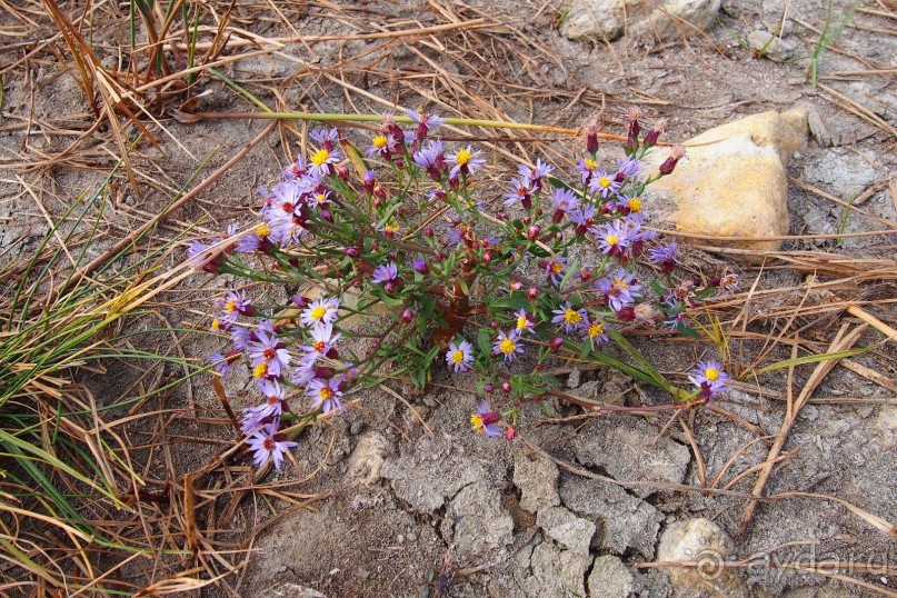 Один из дней "бабьего лета" в Мержаново, Ростовская область.