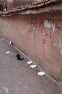 Немного  воспоминаний о Стамбуле - городе контрастов.