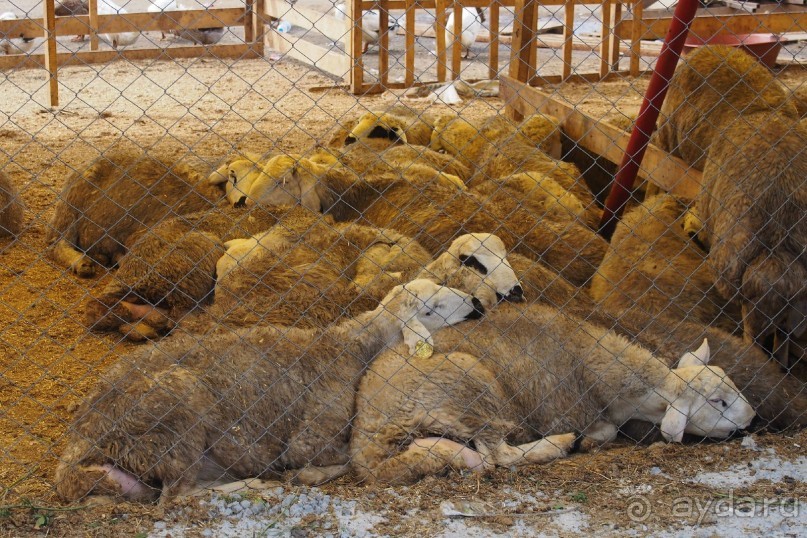Немного  воспоминаний о Стамбуле - городе контрастов.