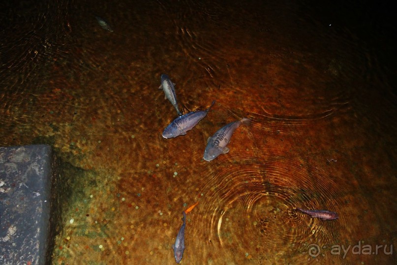 Немного  воспоминаний о Стамбуле - городе контрастов.