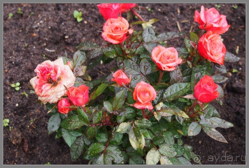 Соловецкий архипелаг в июне, часть 3.