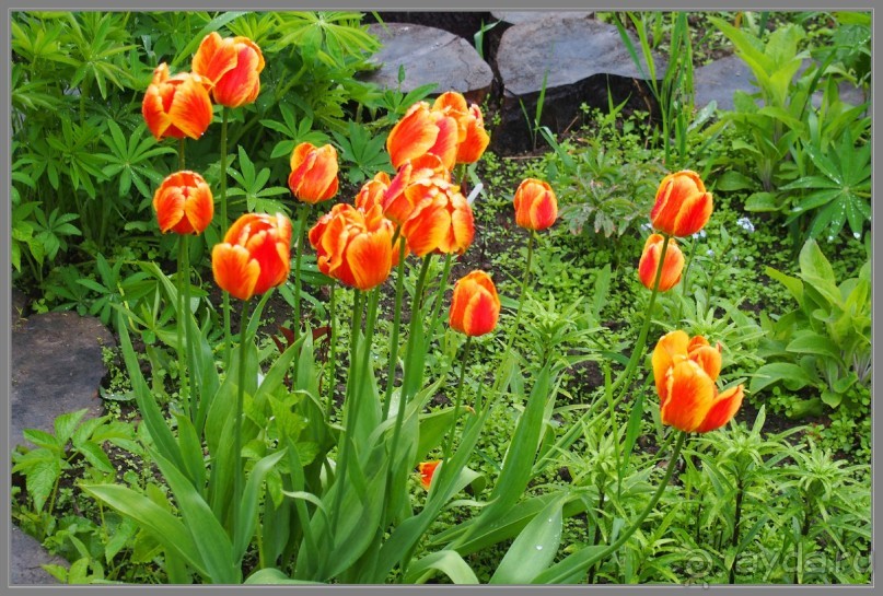 Соловецкий архипелаг в июне, часть 3.