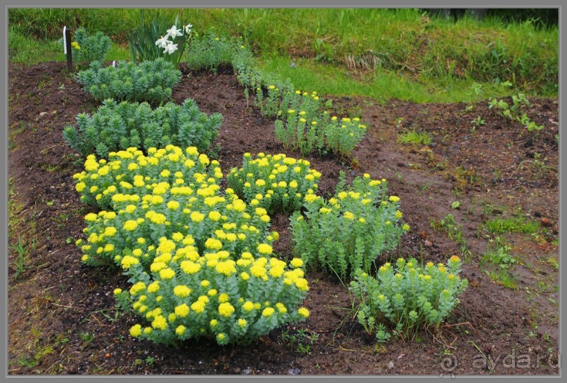 Соловецкий архипелаг в июне, часть 3.