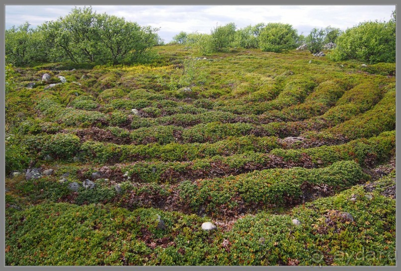Соловецкий архипелаг в июне, часть 3.