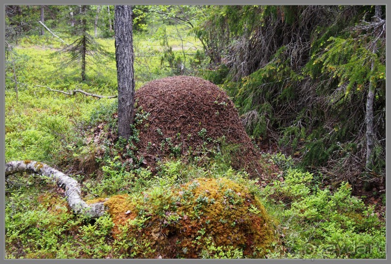 Соловецкий архипелаг в июне, часть 6.