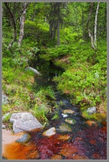 Соловецкий архипелаг в июне, часть 6.
