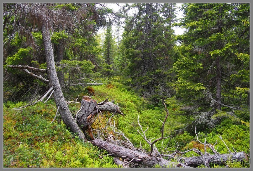 Соловецкий архипелаг в июне, часть 6.