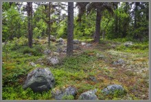 Соловецкий архипелаг в июне, часть 6.