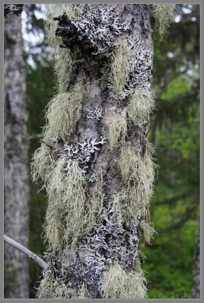 Соловецкий архипелаг в июне, часть 6.